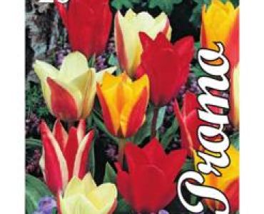 Лале Greigii Mix 1 оп (20 луковици)